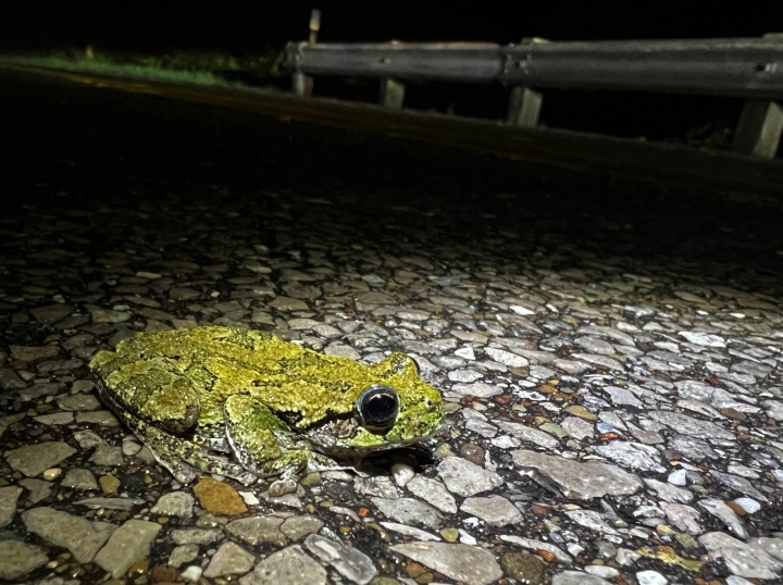 Gray Treefrog